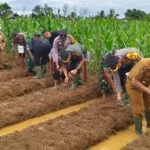 Tanam Jagung Serentak 1 Juta Hektar