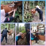 KIE Kesehatan Hewan di Kelurahan Teluk Sepang dan Kandang Mas